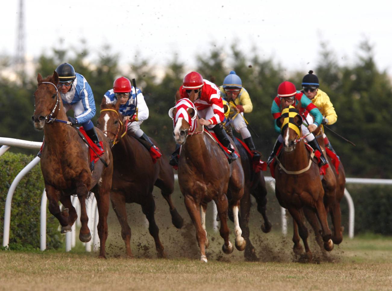 racing at Mediterraneo racecourseSiracusa, 12th jan. 2008ph. Stefano Grasso