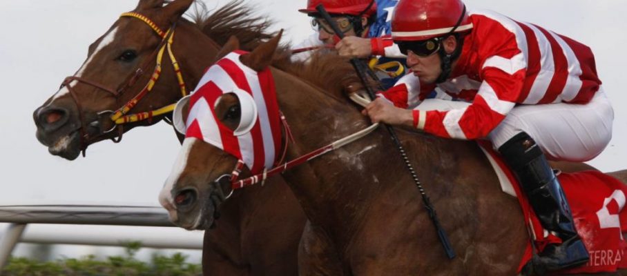 racing at Mediterraneo racecourseSiracusa, 12th jan. 2008ph. Stefano Grasso